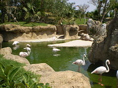 Flamingos habitat.