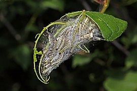 Bird-cherry ermine moth (Yponomeuta evonymella) caterpillars