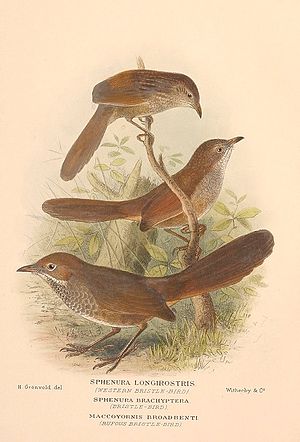 Dasyornis broadbenti