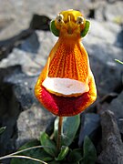 Calceolaria uniflora