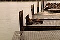 Otaries de Californie au Pier 39