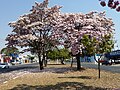 Canteiro da avenida Mogi Mirim