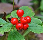 加拿大草茱萸 Canadian bunchberry