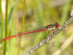 Agrion délicat.