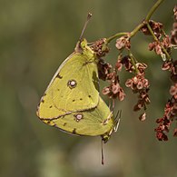 Mating