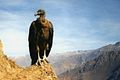 The Andean condor is one of the largest birds able to fly. It is a New World vulture.