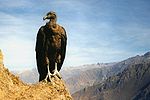 A juvenile condor in Colca Canyon, Peru