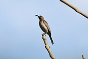 brownish sunbird with dark throat and pale grey underparts