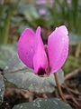 Cyclamen pseudibericum close-up flower