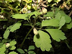 花弁状のものは萼片で、花弁は内側の黄色のもの。