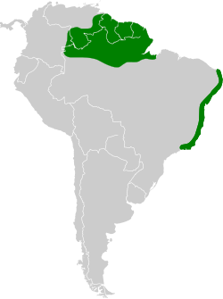 Distribución geográfica del rabudito de raquetas.