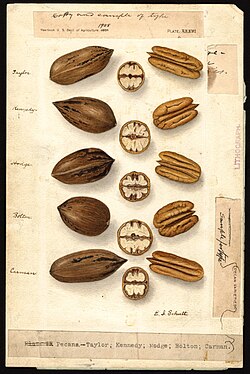 Watercolor by Ellen Isham Schutt of pecans (Carya illinoinensis), ca. 1904–14. Varieties shown include Taylor, Kennedy, Hodge, Bolton, and Carman.