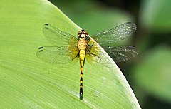 Description de l'image Epithemis mariae-Thekkady-2018-09-08-003.jpg.