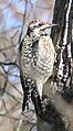 Female Yellow-bellied Sapsucker.