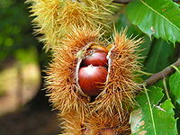 43: Castanea sativa