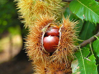 Une bogue de châtaignier (Castanea sativa) découvrant ses fruits. (définition réelle 2 272 × 1 704*)