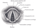 Vue laryngoscopique de l'orifice glottique.