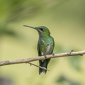 Green-crowned brilliant, by Charlesjsharp