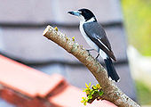 Grey Butcherbird