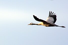 Photo de grue cendrée