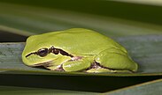 Hyla meridionalis MHNT Fronton