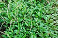 A patch of Kalimeris indica along a rural road