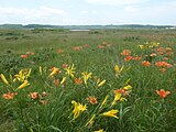 小清水原生花園的蝦夷萱草與蝦夷透百合（2011年7月）