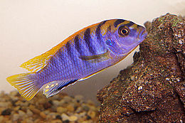 Labidochromis sp. «Hongi Island»