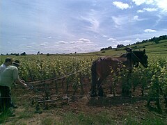 Labour à cheval