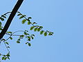 Dawn redwood