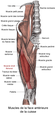 Muscles des régions iliaques et fémorales.