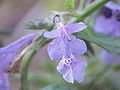 Nepeta sibirica