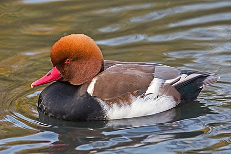 Red-crested pochard, by Diliff