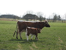 Animaux rouges à ligne dorsale, ventre et pattes blancs