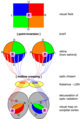 Transformations of the visual field toward the visual map on the primary visual cortex.