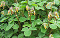 Oxalis tuberosa