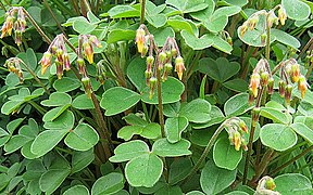 Oxalis tuberosa em flor.