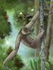 Restoration of Palaeopropithecus, a sloth lemur