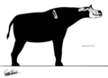 Paraceratherium linxiaense skeletal.