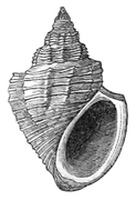 Paramelania damoni.