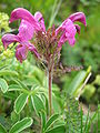 Pedicularis kerneri