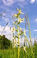 Platanthera bifolia Habitus