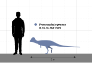 Prenocephale size