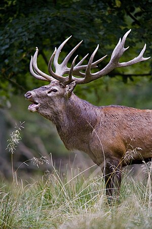 말사슴(Cervus elaphus)