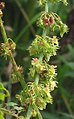 Щавель туполистный (Rumex obtusifolius)