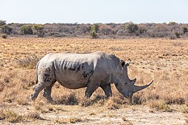 Ceratotherium simum (Rhinocerotidae).