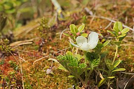 Gros plan sur des plaquebières en fleurs.