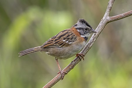 Rufous-collared sparrow, by Charlesjsharp