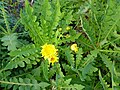 Sonchus radicatus