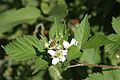 Stachellose Brombeere (Rubus fruticosus)